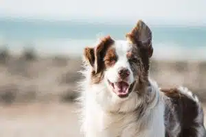 Assurance pour animaux de compagnie : les atouts essentiels de la protection pour votre fidèle compagnon
