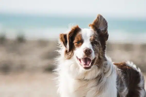 Assurance pour animaux de compagnie : les atouts essentiels de la protection pour votre fidèle compagnon