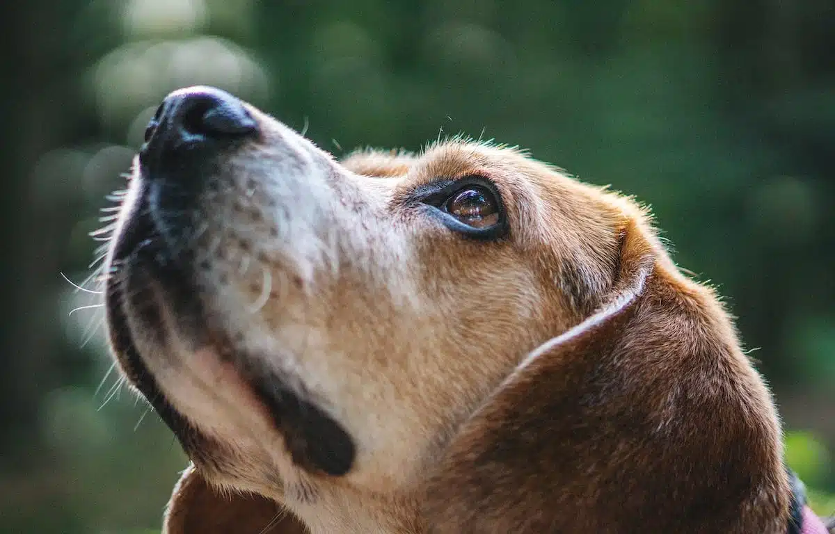 assurance animaux