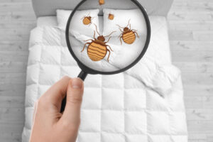 Que faire en cas d’infestation de punaises de lit dans un logement loué ?
