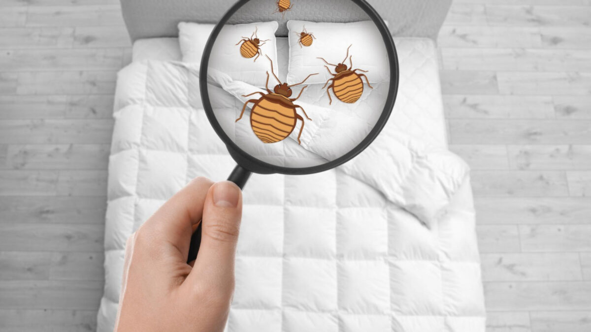 Que faire en cas d’infestation de punaises de lit dans un logement loué ?